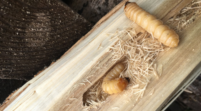 Holzwürmern: Die stille Bedrohung für Ihr Zuhause